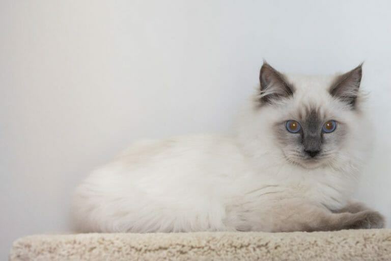 Can Ragdolls Have Green Eyes: What You Need to Know About Ragdoll Cats Eye Color