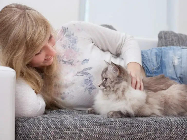 Are Ragdoll Kittens Playful: Getting to Know Ragdoll Kittens