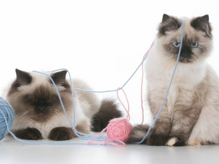 Are Ragdoll Cats Aggressive: Understanding Your Cats Aggressiveness
