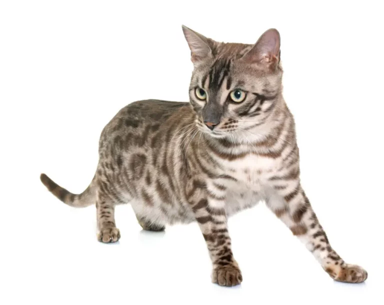 How Smart Are Bengal Cats: The Intelligence of This Breed and Issues Due to Its Need for Stimulation