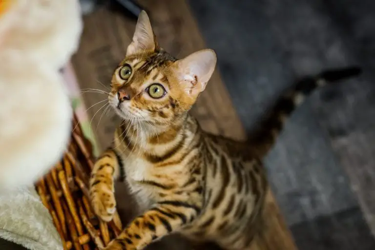 Do Bengal Cats Calm Down With Age: Understanding and Dealing With Bengal Cats Behaviors