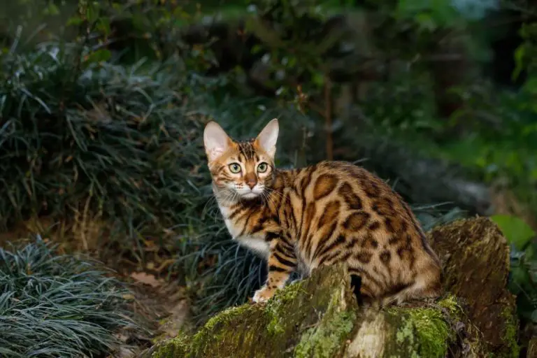 Do Bengal Cats Travel Well: A Guide to Having a Great Travel Experience With Your Pet