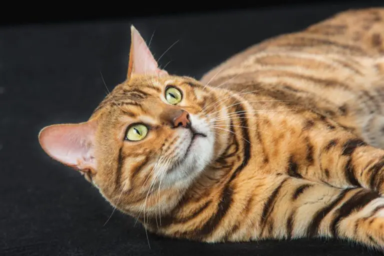 Are Bengal Cats Related to Leopards: A Comparison of Bengal Cats and Leopards