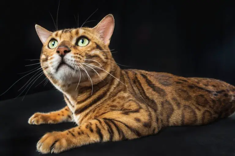 Do Bengal Cats Smell: Reasons Your Pet Cat May Smell and How to Address Them