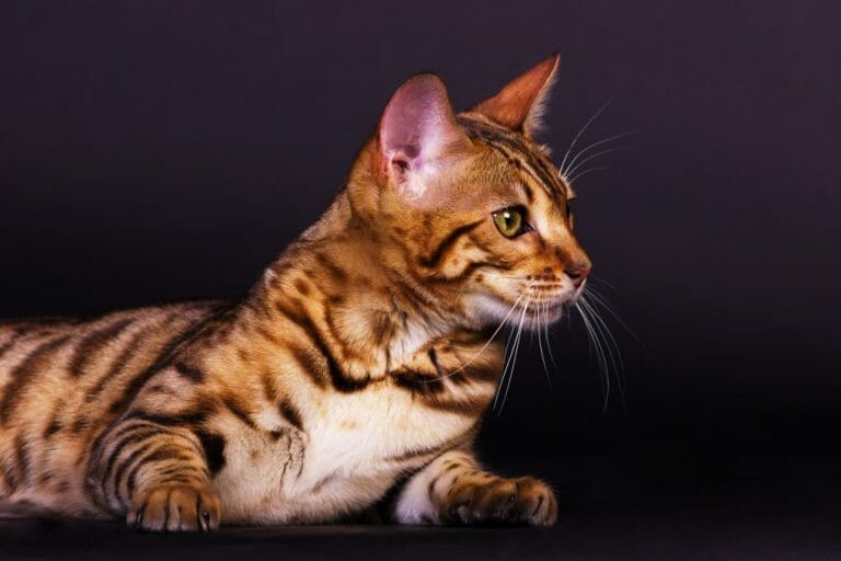 Types of Bengal Cats: The Different Coat Patterns and Colors of This Feline Breed