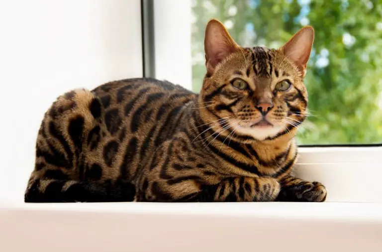 Do Bengal Cats Spray: What You Need to Know About Spraying