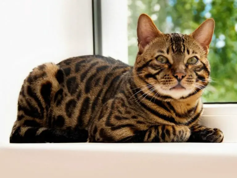 Bengal Cats vs. Savannah Cats: The Similarities and Differences Between These Breeds