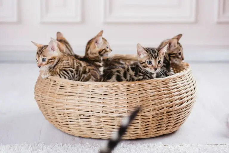 Are Bengal Cats Wild: The Characteristics of This Breed and How to Care for It