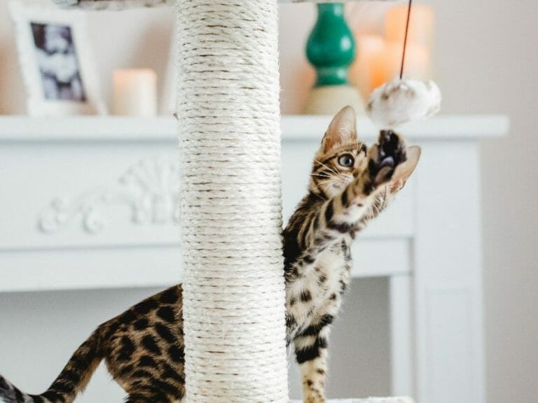 Are Bengal Cats Expensive: A Quick Guide to Acquiring This Feline Breed