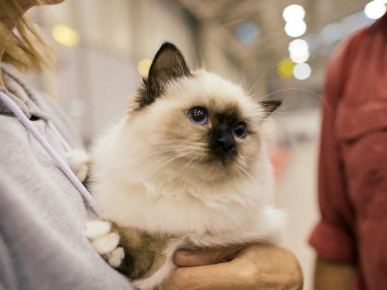 Ragdoll Similar Breeds: Get to Know Ragdolls and Birman Cats