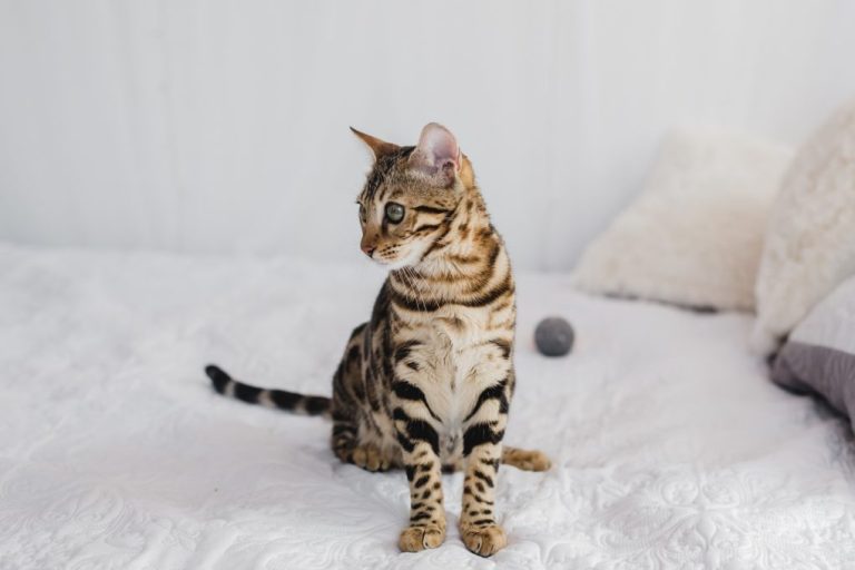 Are Bengal Cats Hard to Take Care of: A Guide on Raising a Bengal Cat