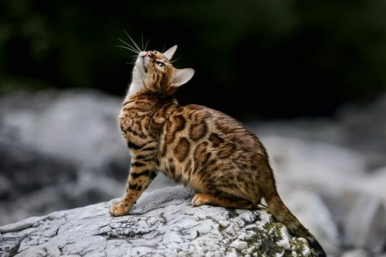 Are Bengal Cats Friendly: The Characteristics of This Breed as a Pets and How to Provide Them a Good Home