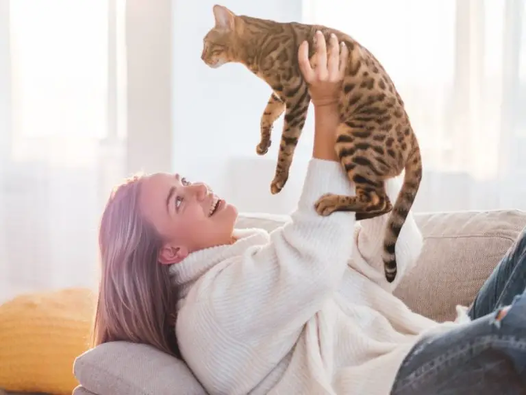 Are Bengal Cats Cuddly: Get to Know Your Bengal Cat