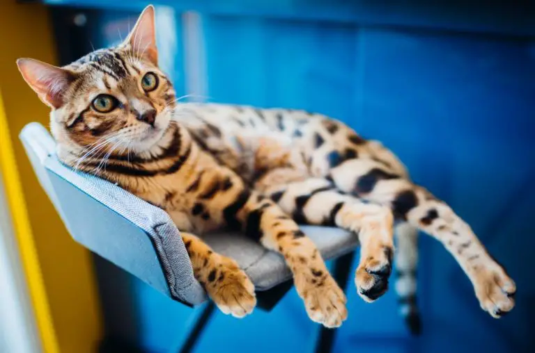 Do Bengal Cats Scratch Furniture: Why Bengal Cats Scratch and Some Effective Ways to Keep Them From Doing So