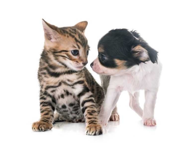 Do Bengal Cats Get Along With Dogs: What You Need to Know About Bengal Cats and Dogs