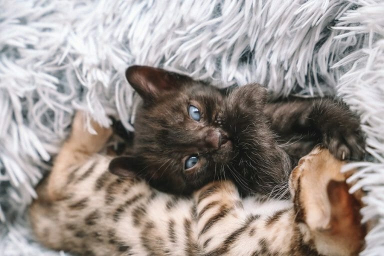 Can Bengal Cats Be Pure Black: What You Need to Know About Melanistic Bengals and Other Colors of This Breed