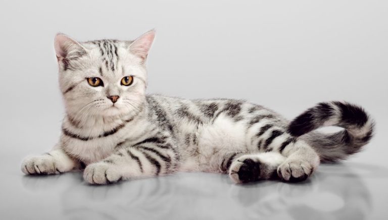 How Much Are Scottish Fold Cats: Cost of Owning Scottish Fold Cats