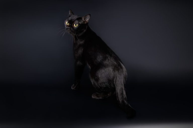Are Bombay Cats Friendly: Get to Know Your Bombay Cat