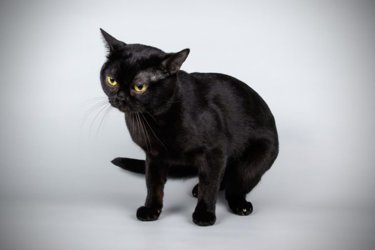 Are Bombay Cats Smart: Facts About Bombay Cats