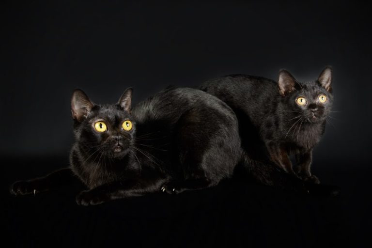 How to Identify Bombay Cat: What to Look for in a Bombay Cat
