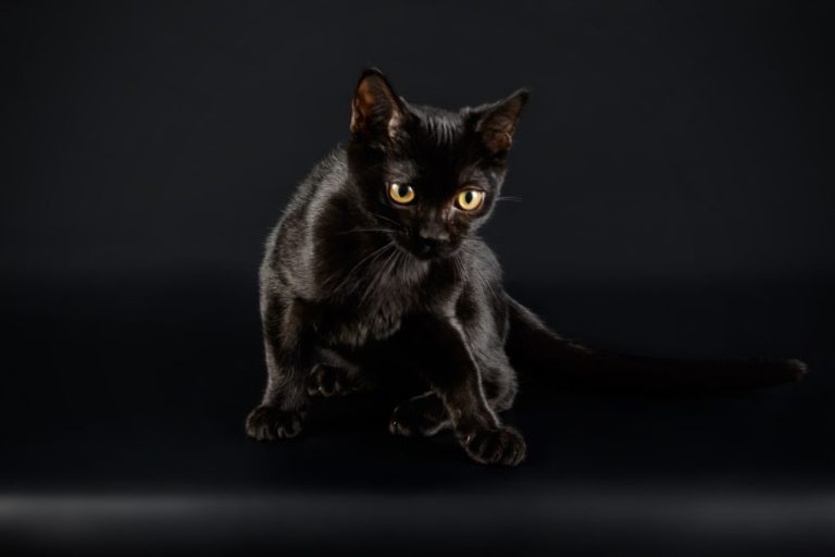 How Big Do Bombay Cats Get: Get to Know the Bombay Cats