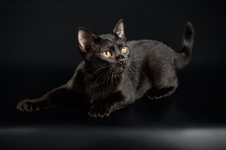 How Much Do Bombay Cats Cost: List of Costs to Own a Bombay Cat