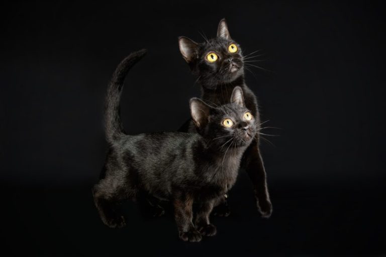 Are Bombay Cats Rare: Description, Identification, and Characteristics