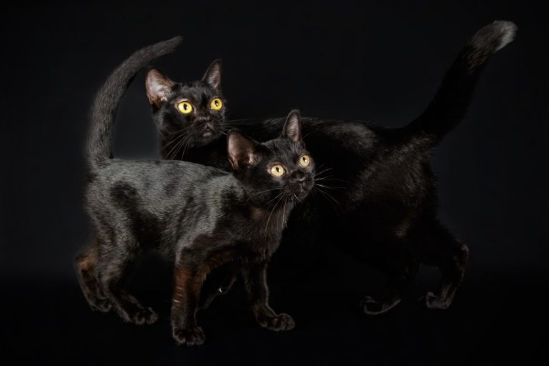 Do Bombay Cat Get Along With Siamese Cat: Bombay and Siamese Cat As Companions