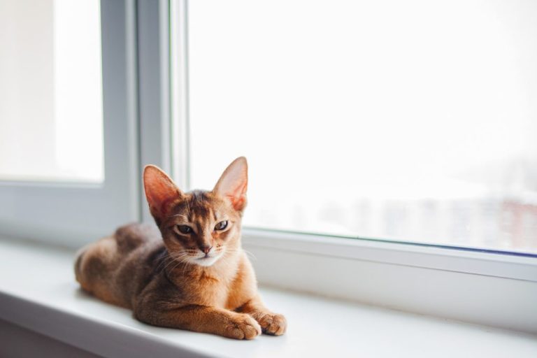 Are Abyssinian Cats Rare: A Guide to Understanding This Breed