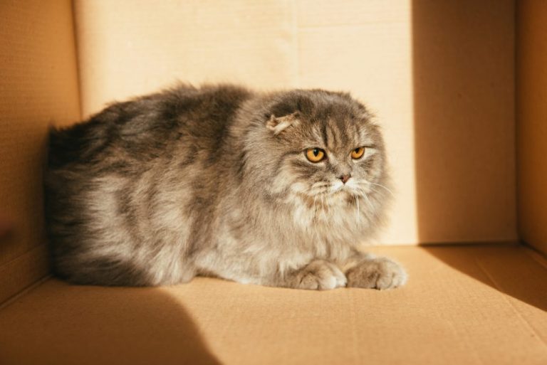 British Shorthair vs. British Longhair: Which British Cat Is Bette