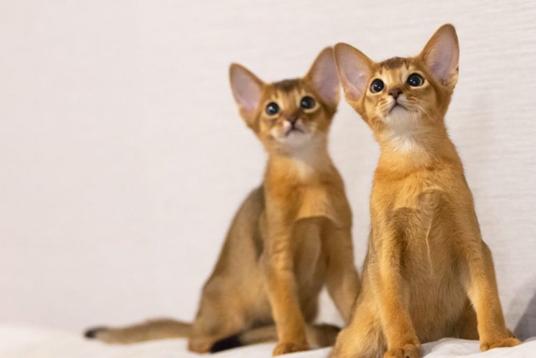 How Much Are Abyssinian Cats: The Real Cost of Owning This Cat Breed