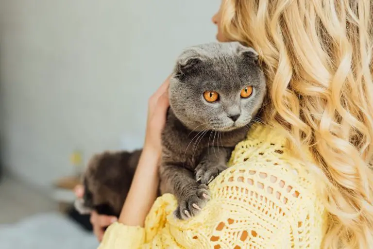Are Scottish Folds Healthy: What You Need to Know About Your Scottish Fold’s Health