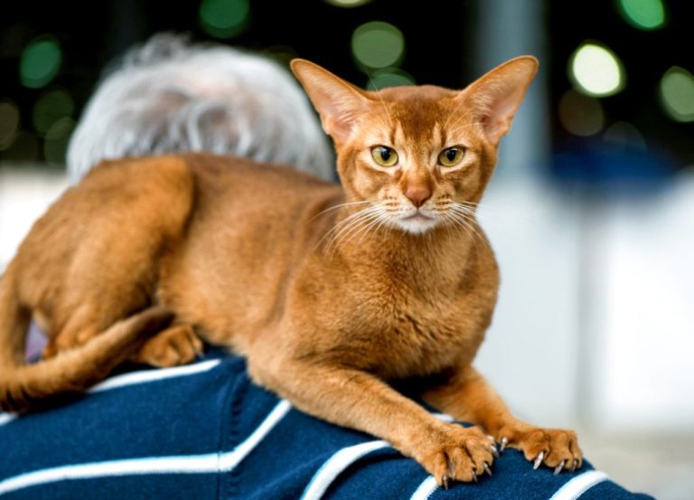 Are Abyssinian Cats Friendly: A Guide to Understanding How This Breed Interacts With Others