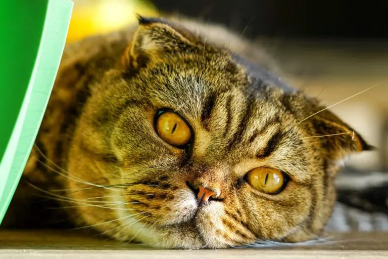 How Big Do Scottish Fold Cats Get: What to Know About Scottish Folds
