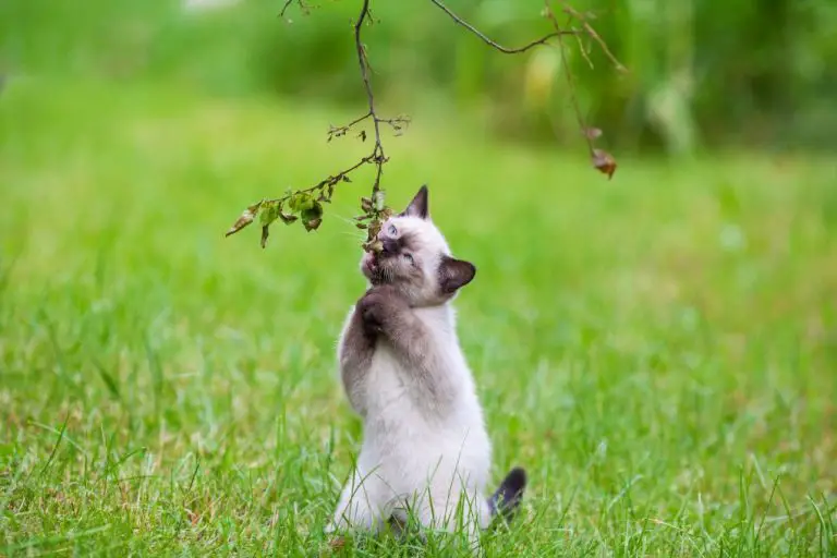 Best Siamese Cat Toys: Toys for Your Siamese Cat