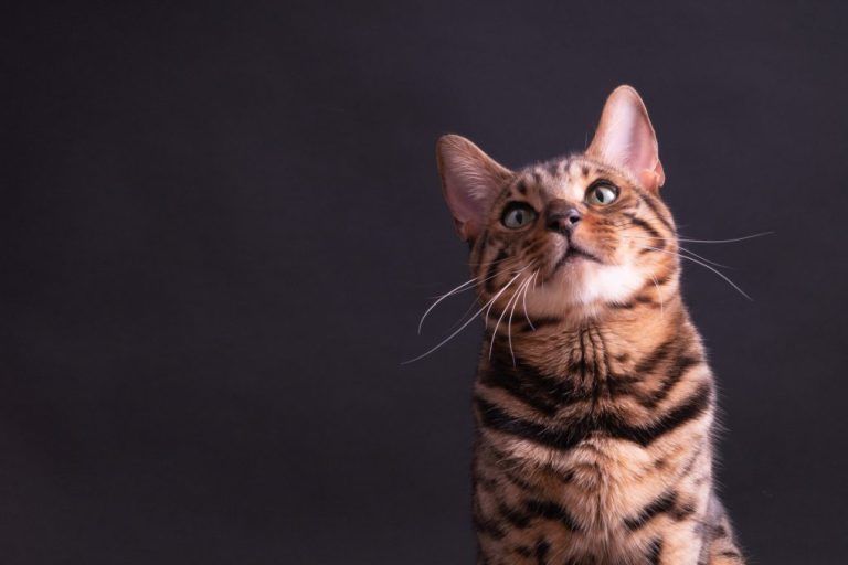 When Do Bengal Cats Stop Growing: The Growth Stages of Bengals and Factors That Affect Their Development