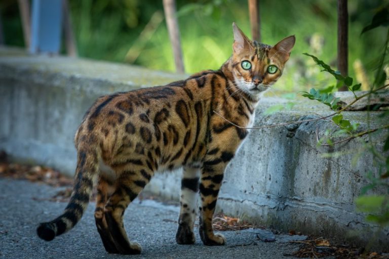 Are Bengal Cats Outdoor Cats: A Guide in Deciding to Keep Your Cat Indoors or Outdoors