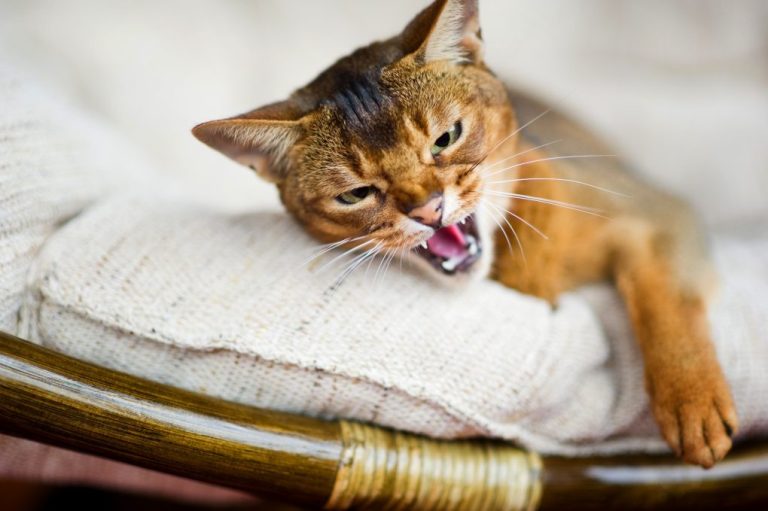 Are Abyssinian Cats Expensive: Initial and Monthly Costs of Owning an Abyssinian