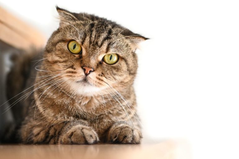 Scottish Fold vs. Ragdoll: Which Is a Better Cat?