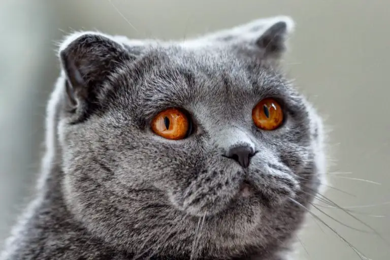Scottish Fold or British Shorthair: Which Breed Suits You
