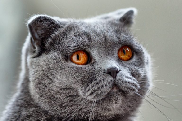 Scottish Fold or British Shorthair: Which Breed Suits You