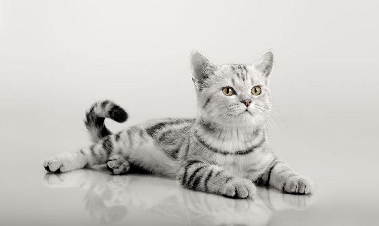 Scottish Fold vs. British Shorthair: Get to Know Scottish Fold and British Shorthair