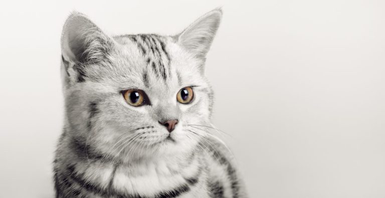 Are Scottish Folds Good Cats: Pros and Cons of Owning Scottish Fold