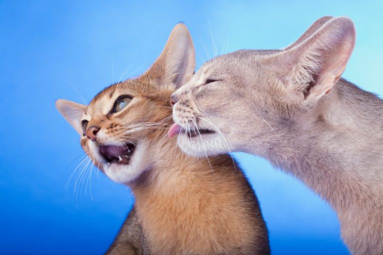 Do Abyssinian Cats Shed: A Guide to This Breed’s Shedding Tendencies and Some Tips to Keep Their Coat Healthy