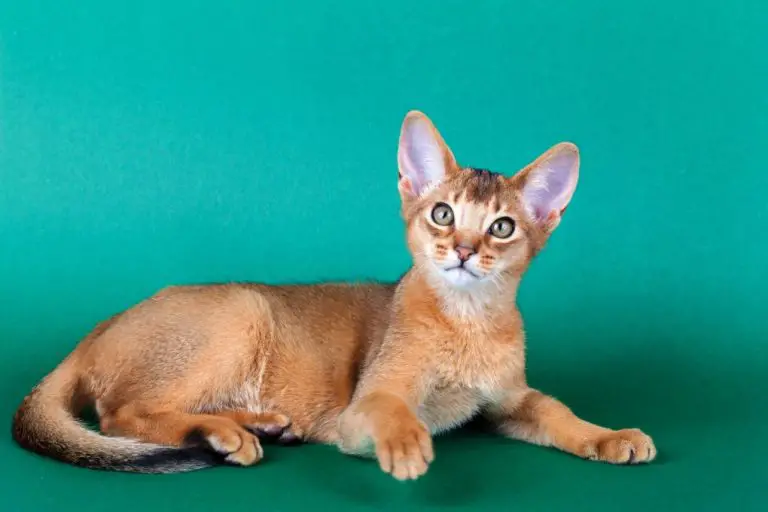 Are Abyssinian Cats Hypoallergenic: Tips for Managing Cat Allergies if You Have an Abyssinian