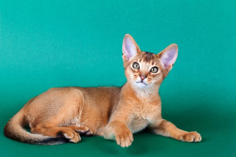 Are Abyssinian Cats Hypoallergenic: Tips for Managing Cat Allergies if You Have an Abyssinian