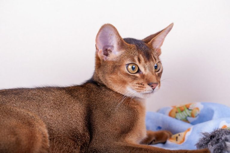 Are Abyssinian Cats Cuddly: Understanding This Breed’s Personality and How to Make It More Cuddly