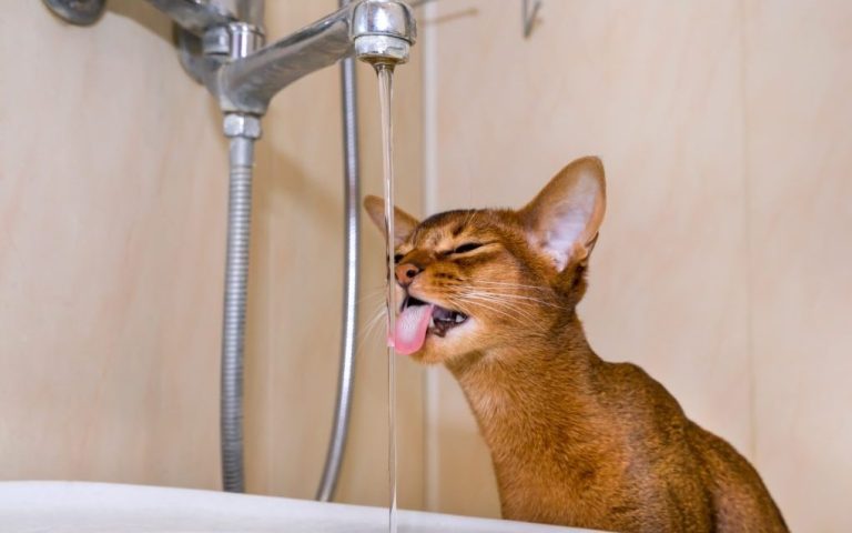 Do Abyssinian Cats Like Water: Understanding the Abyssinian’s Water Affinity