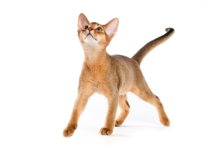 Types of Abyssinian Cats: Comprehensive Guide on Abyssinian Cats