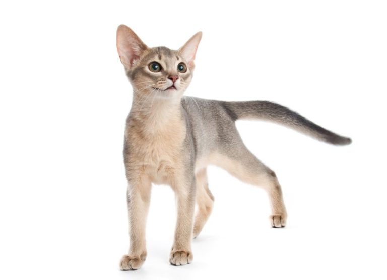 Are Abyssinian Cats Vocal: Get to Know Your Vocal Abyssinian Cat